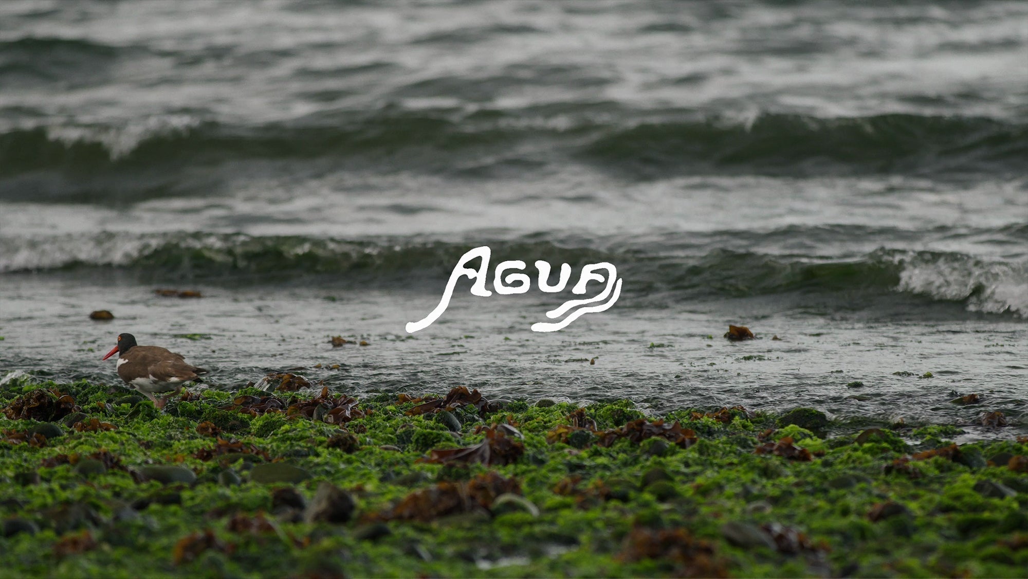 CAP. V AGUA