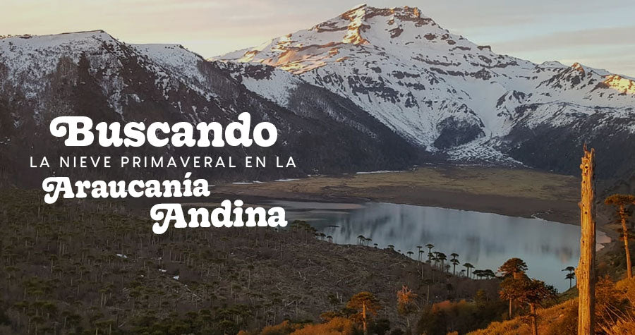 Buscando la nieve primaveral en la Araucanía Andina