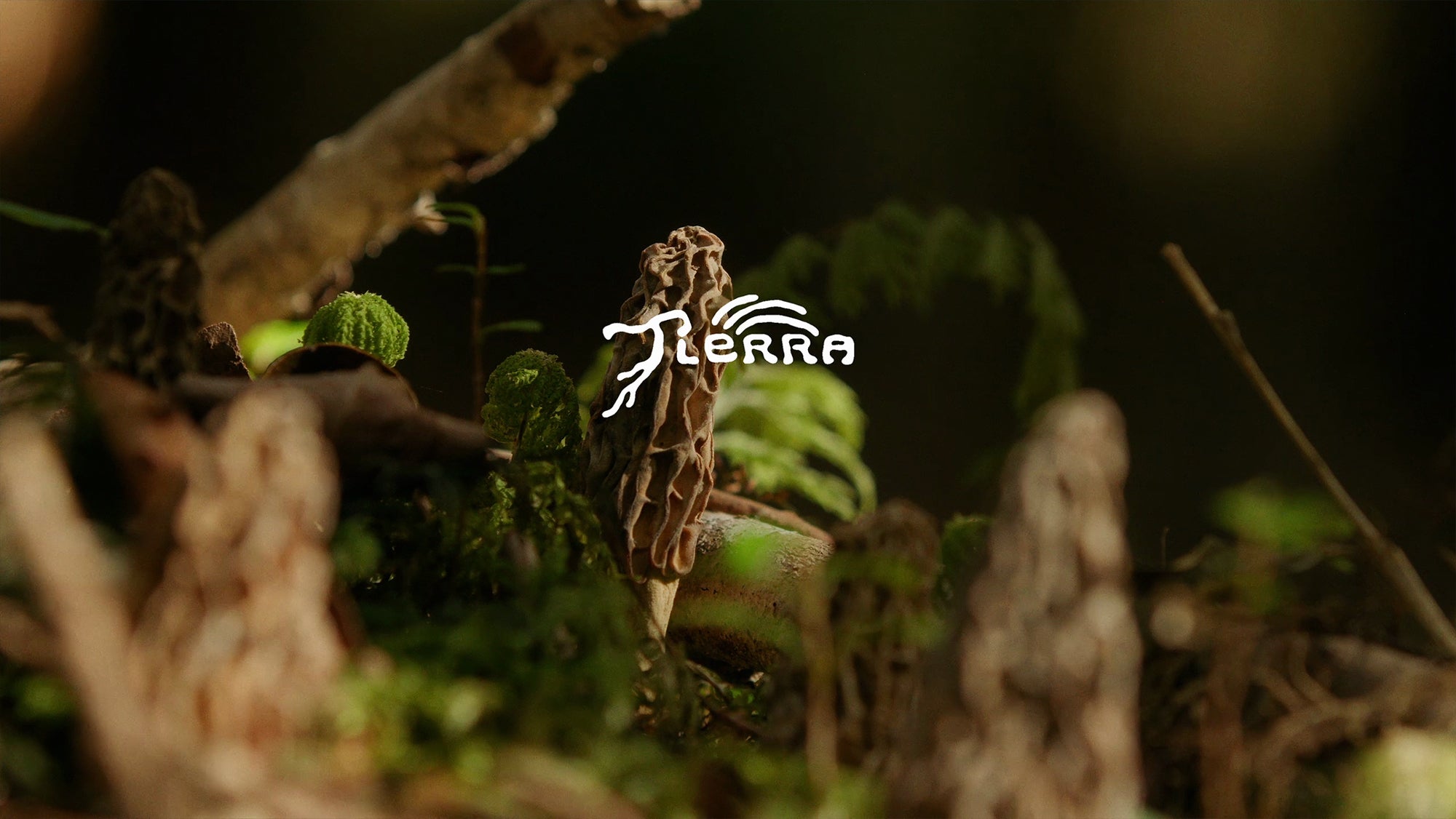 CAP. II TIERRA